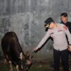 Sapi Kurban dari Kapolri Tiba di Kebonbaru, Kapolres Cirebon Kota Datang Langsung Melakukan Pengecekan